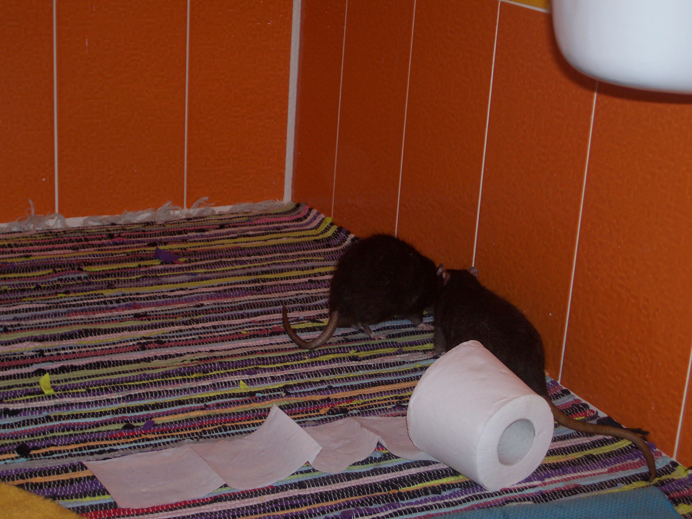 Macík s Porterem
